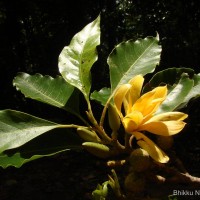 Magnolia champaca (L.) Baill. ex Pierre